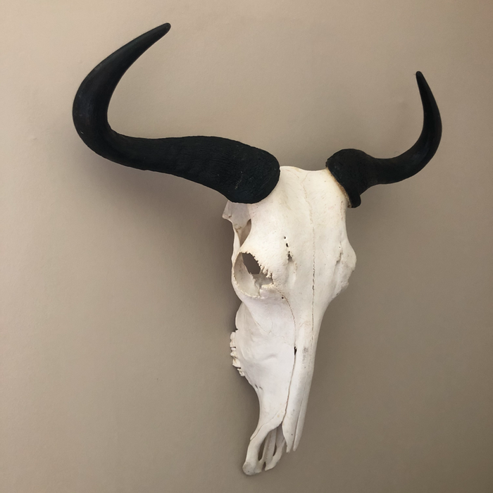 Blue Wildebeest
