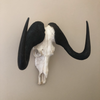 Black Wildebeest (Connochaetes gnou)