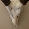 Ellipsen Waterbuck (Kobus ellipsiprymnus)