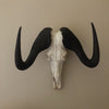 Black Wildebeest (Connochaetes gnou)
