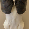 Hartebeest Skull (Alcelaphus buselaphus)