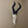 Hartebeest Skull (Alcelaphus buselaphus)
