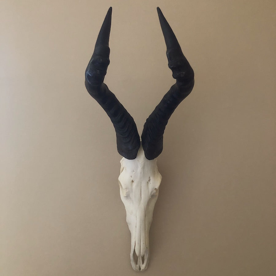 Hartebeest Skull (Alcelaphus buselaphus)