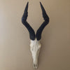 Hartebeest Skull (Alcelaphus buselaphus)