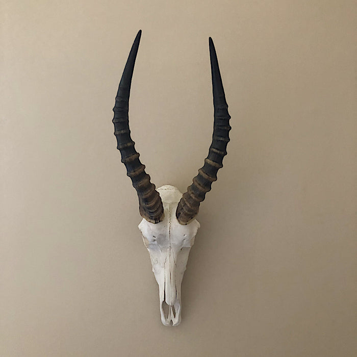 Blesbok  (Damaliscus pygargus phillipsi)