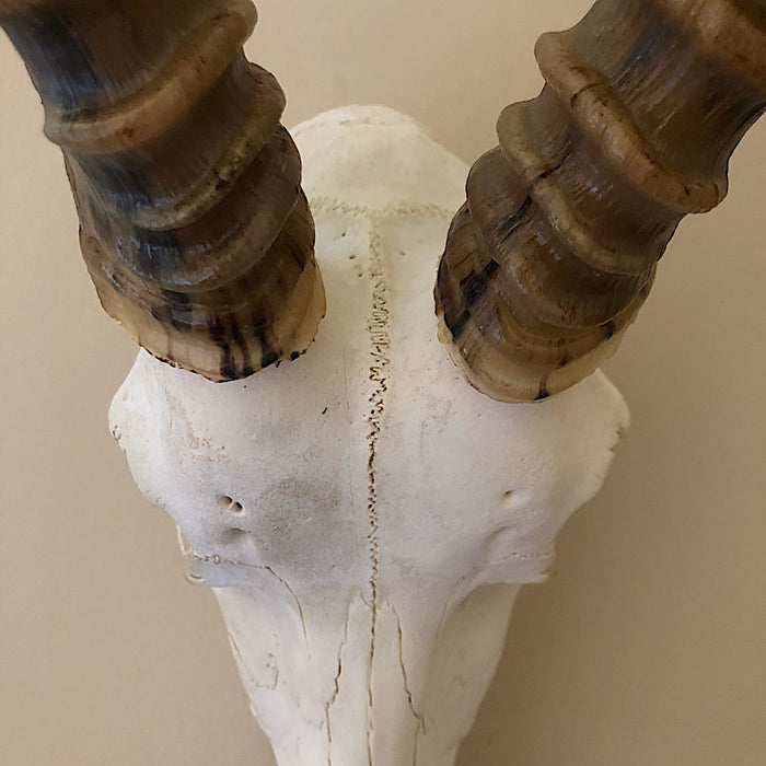 Blesbok  (Damaliscus pygargus phillipsi)