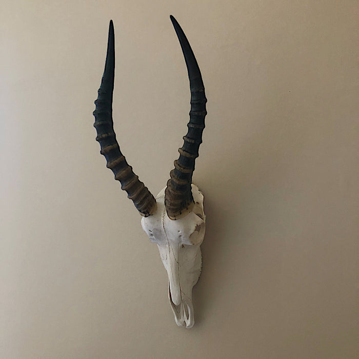 Blesbok  (Damaliscus pygargus phillipsi)