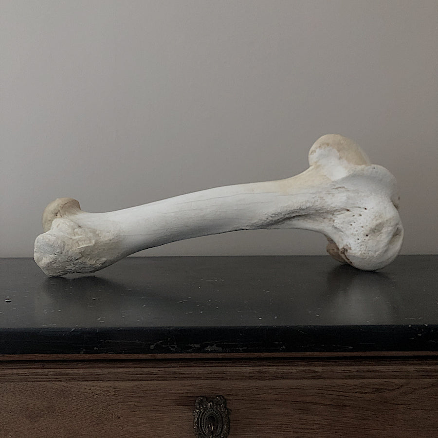 Giraffe (Giraffa) Femur