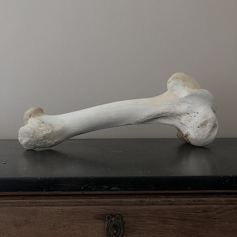 Giraffe (Giraffa) Femur