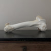 Giraffe (Giraffa) Femur