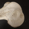 Giraffe (Giraffa) Femur