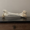 Giraffe (Giraffa) Femur