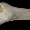 Giraffe (Giraffa) Femur