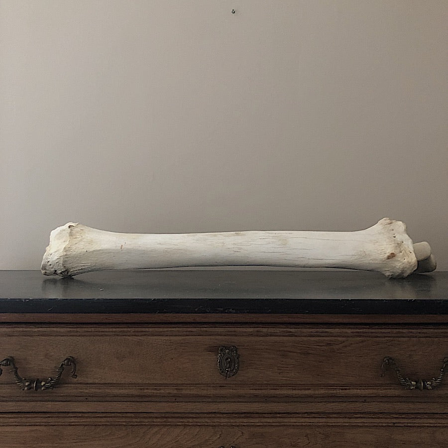 Giraffe (Giraffa) Ulna