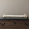 Giraffe (Giraffa) Ulna