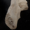 Giraffe (Giraffa) Ulna
