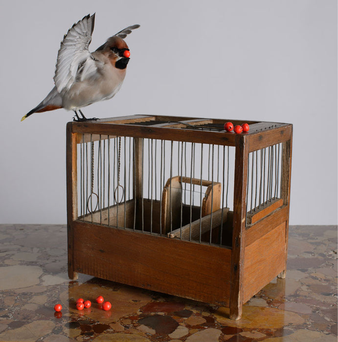 The Pursuit of Happiness