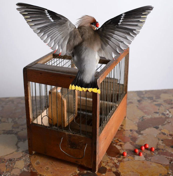 The Pursuit of Happiness