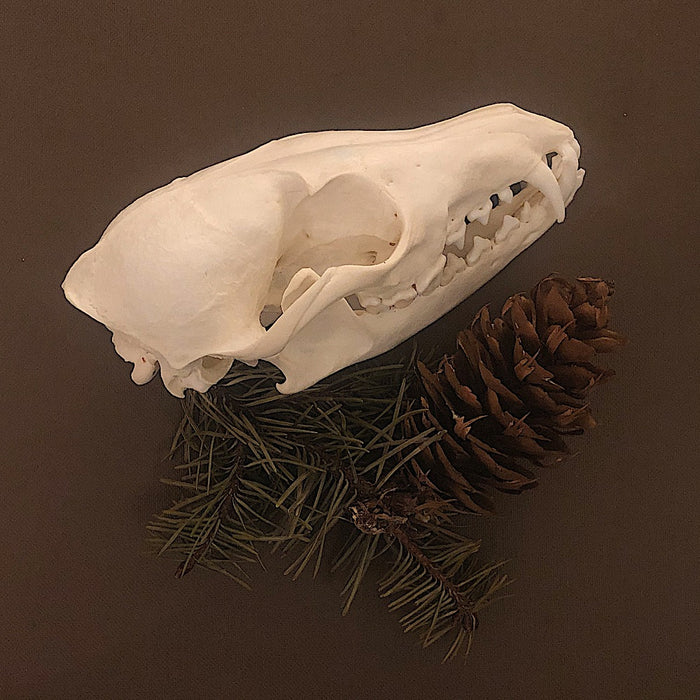 Fox Skull (Vulpes Vulpes)