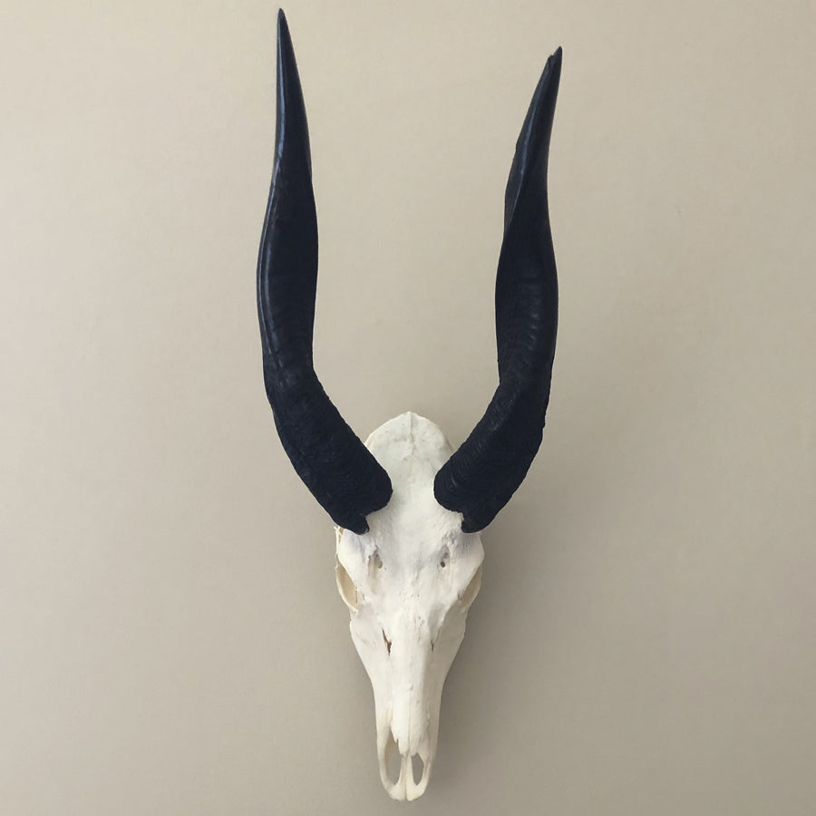 Bushbuck