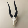 Bushbuck