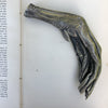 Bronze Swans Foot