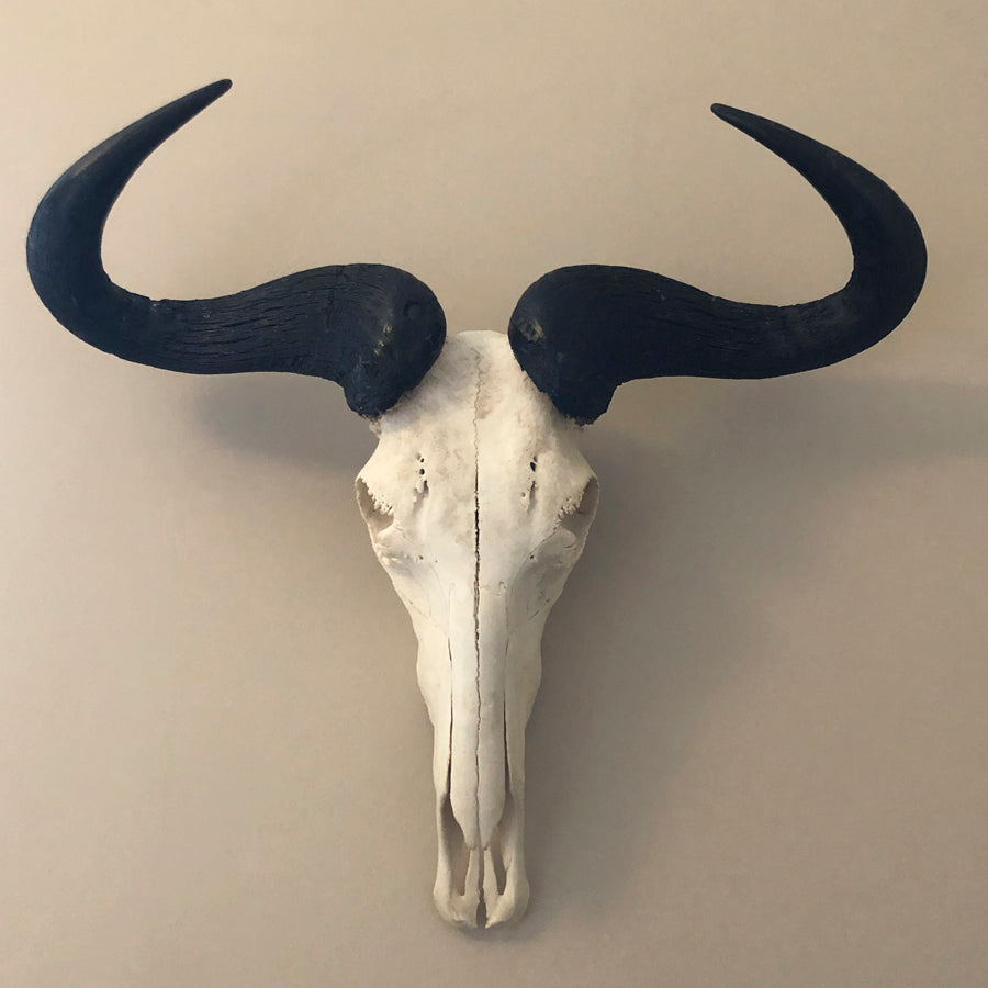 Blue Wildebeest